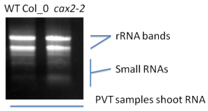 PVT sample shoot RNA